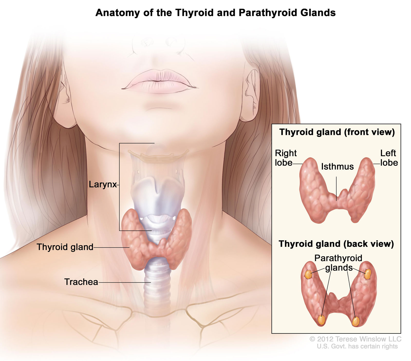 Anatomy Of Thyroid Gland - Winslow