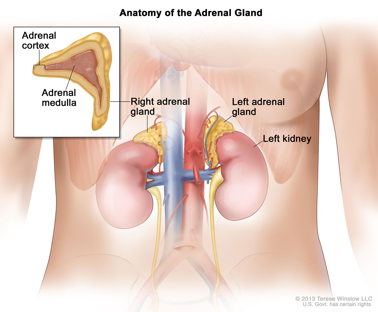 CDR739009 Anatomy Of The Adrenal Gland Winslow